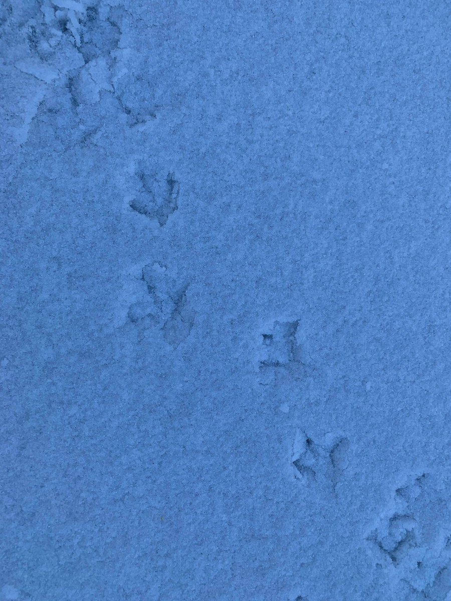 BlairDrummondSP's tweet photo. We’ve got a thick layer of snow at the Safari Park today ❄️ 

Our animal keepers have photographed some footprints prints for you.   Can you guess which animals left these tracks? 👣🐾

@blairdrummondsp https://t.co/0rx5X9vsH5
