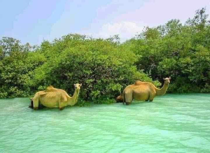 CShoodhe's tweet photo. Laas Qoray,Sanaag,Somali
Dalkena nimca fadhida❤ https://t.co/KR99v6reED