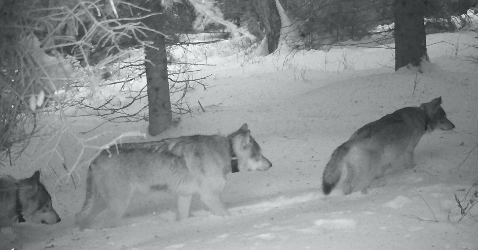 1/2 In the southwestern portion of Isle Royale reside a pack currently made up of W001F, W007M, and W013M. These wolves have traveled together since mid to late March 2019. In the summer of 2020, we found evidence that W001F denned and had pups.