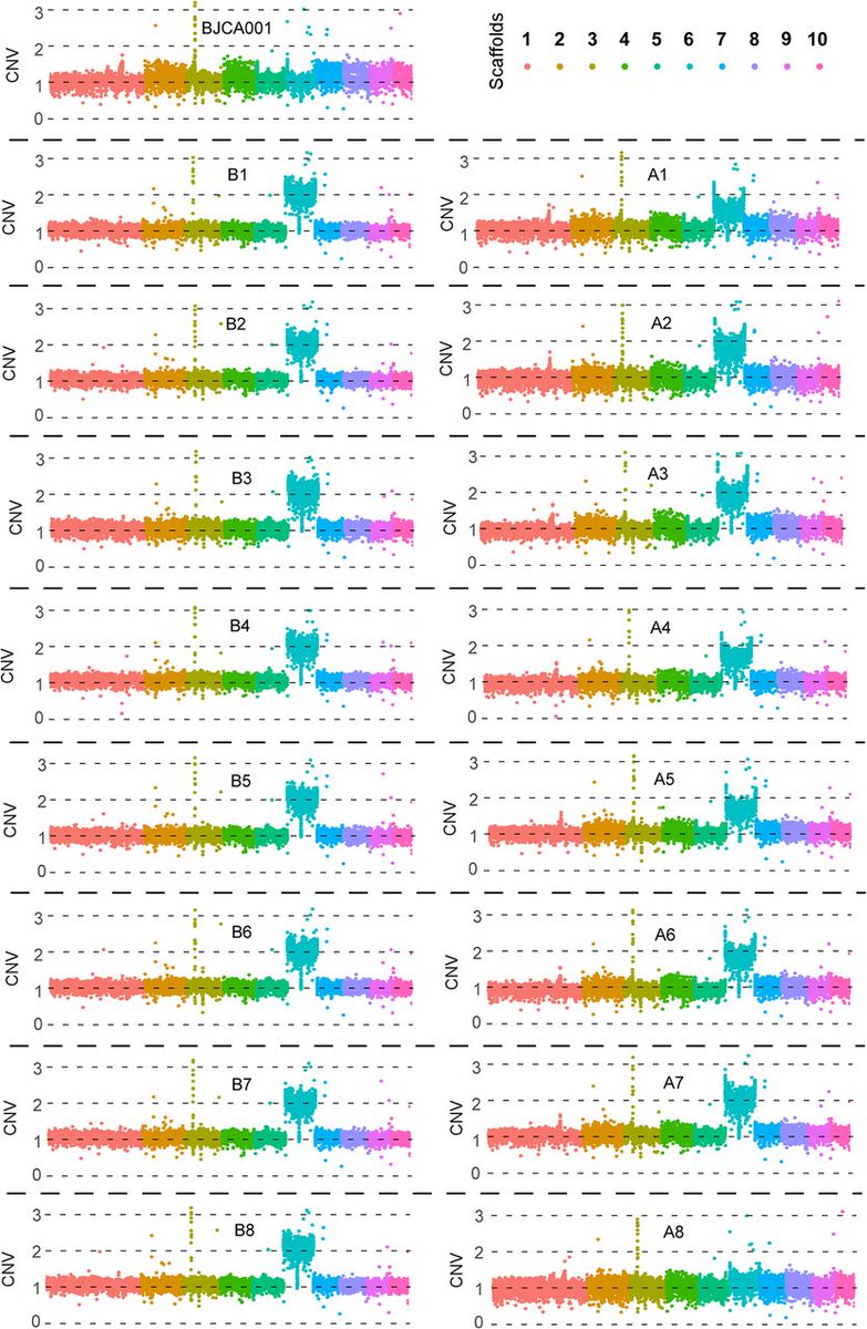 @christina_cuomo et al used experimental evolution and showed that #fluconazole induces the development of drug resistance in #Candida auris, which probably emerges from aneuploidy of chromosome V (See scaffold VI in Figure) @rokaslab #antifungalresistance bit.ly/3bDL47h