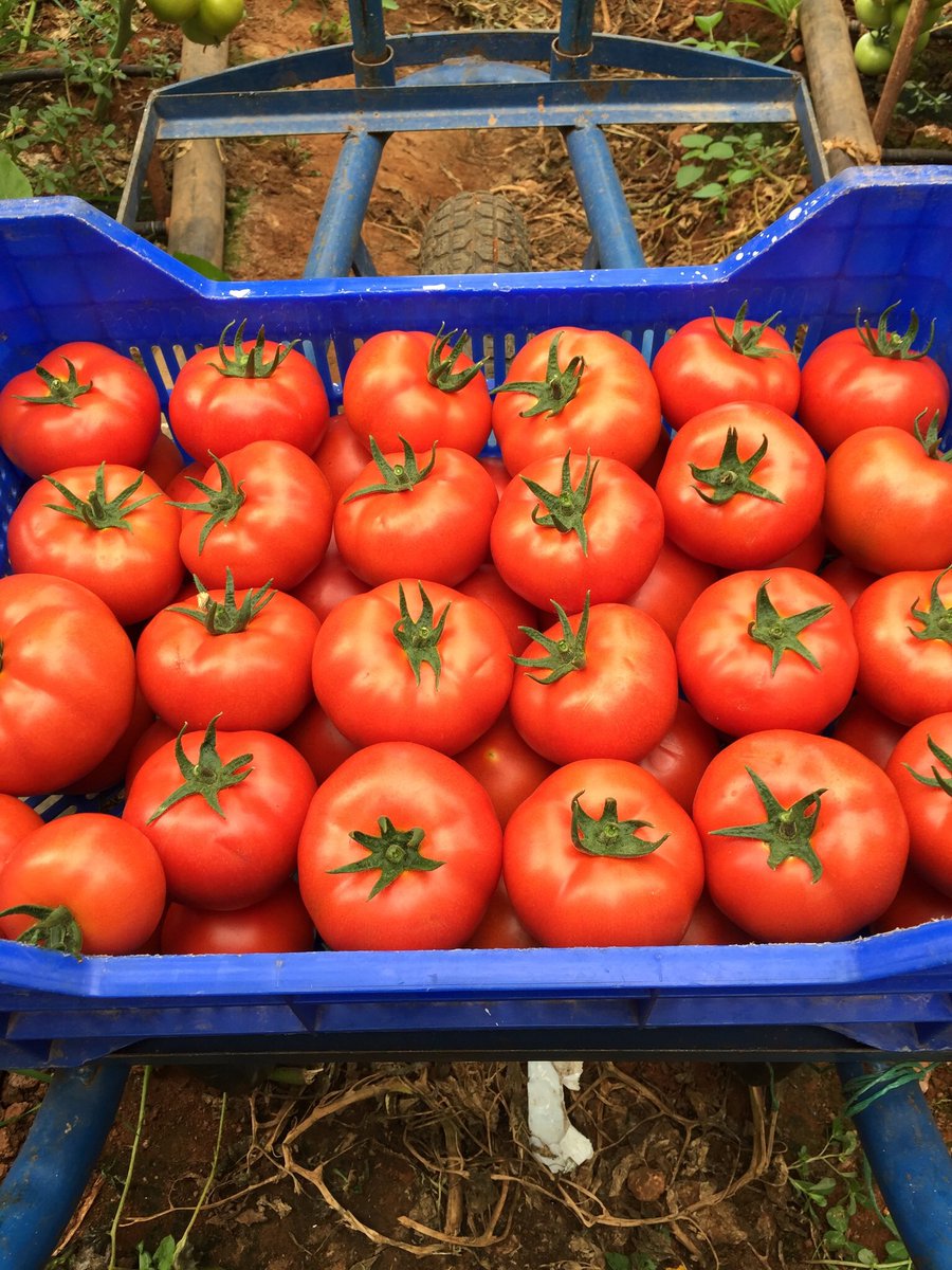 #sebzeyekotaüretimibitirir