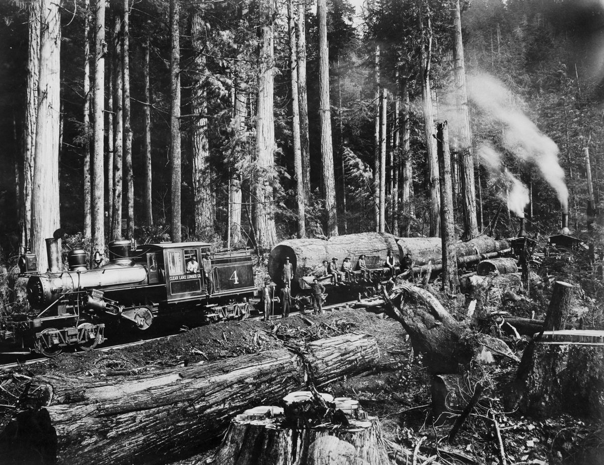 8. You'll notice the trees are larger than the steam engines pulling them. https://timeline.com/logging-photos-of-washington-states-old-growth-forests-bf18aef19955