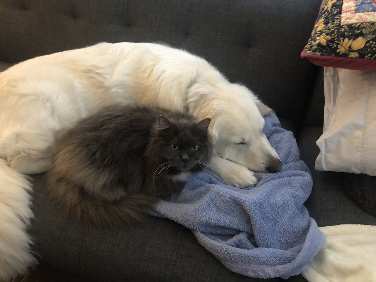 bernblue's tweet image. They love each other part  329