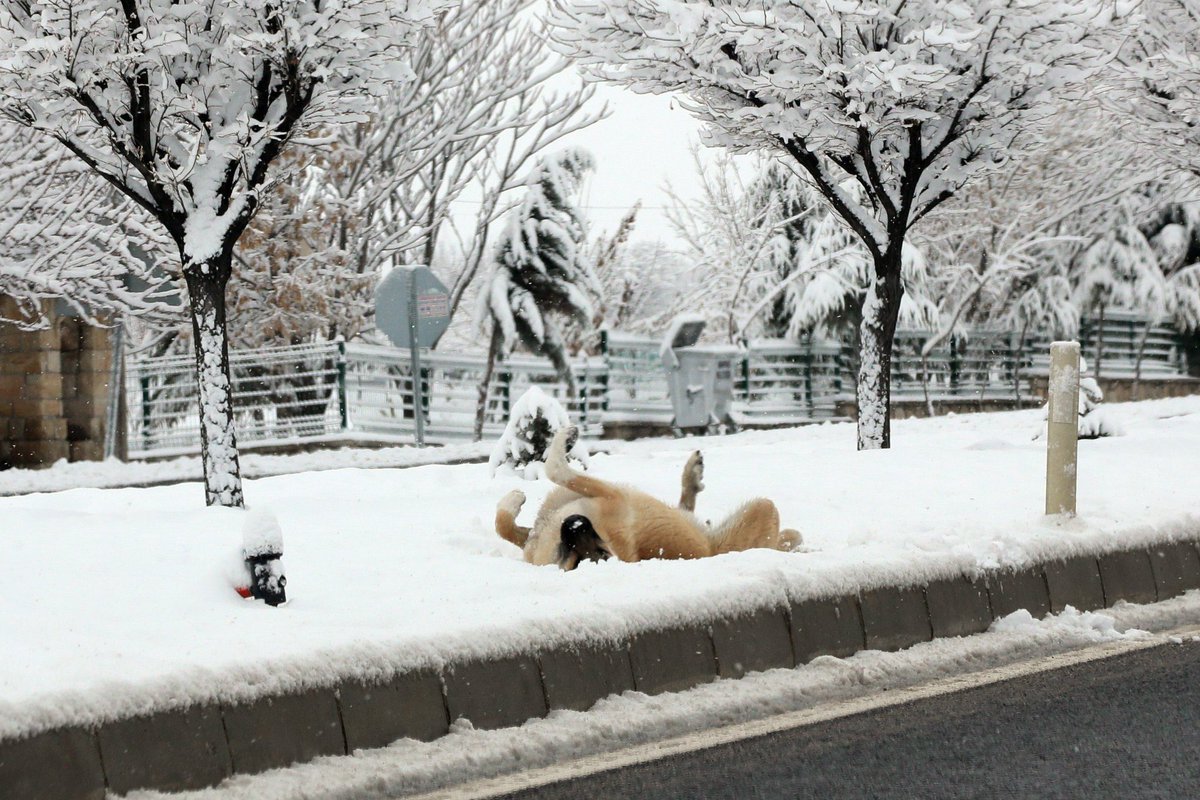 malatya_kusu's tweet photo. Geliyor gelmekte olan ❄️
#hekimhan
#Darende https://t.co/yox37IMEbt