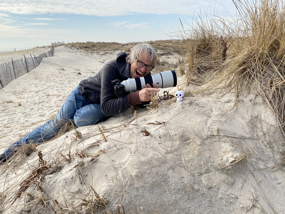 marktakesphoto's tweet image. Having so much fun #photographing #snowy #owls in #newyork