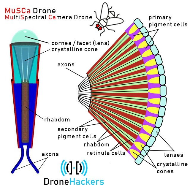 Insect Compound Eye Diagram