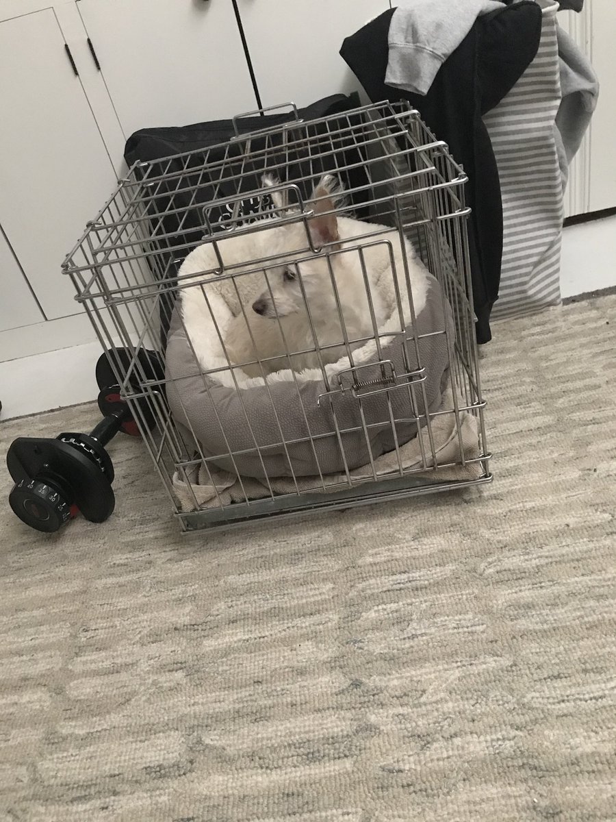 Buddy’s in jail.  Honestly he’s been having some back problems and we can’t stop him from trying to jump up on the couch or up onto the beds!