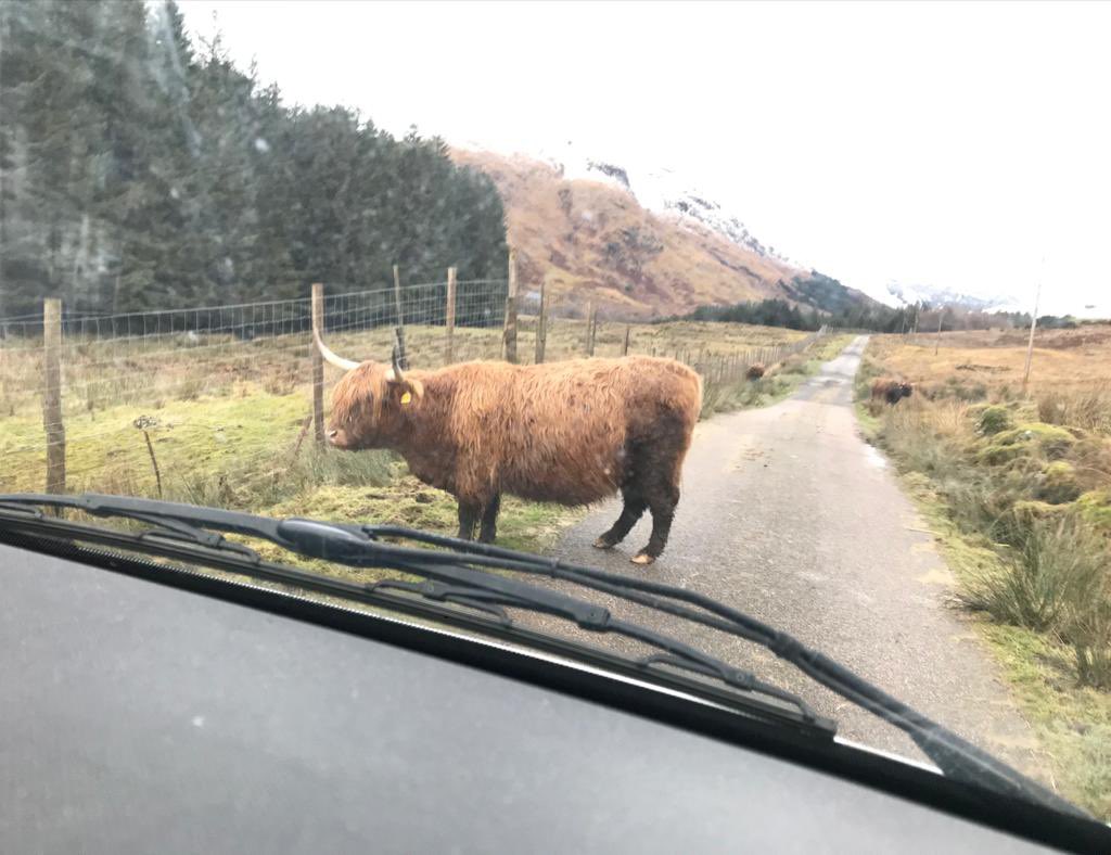 Busy day for my team on the roads today - running slightly late due to a standoff 🙈😂 #homedelivery #highlandcow @coopuk @GrahamBarr20 @danwoodcoop @Garywilliams119 #dunoon #argyllbute