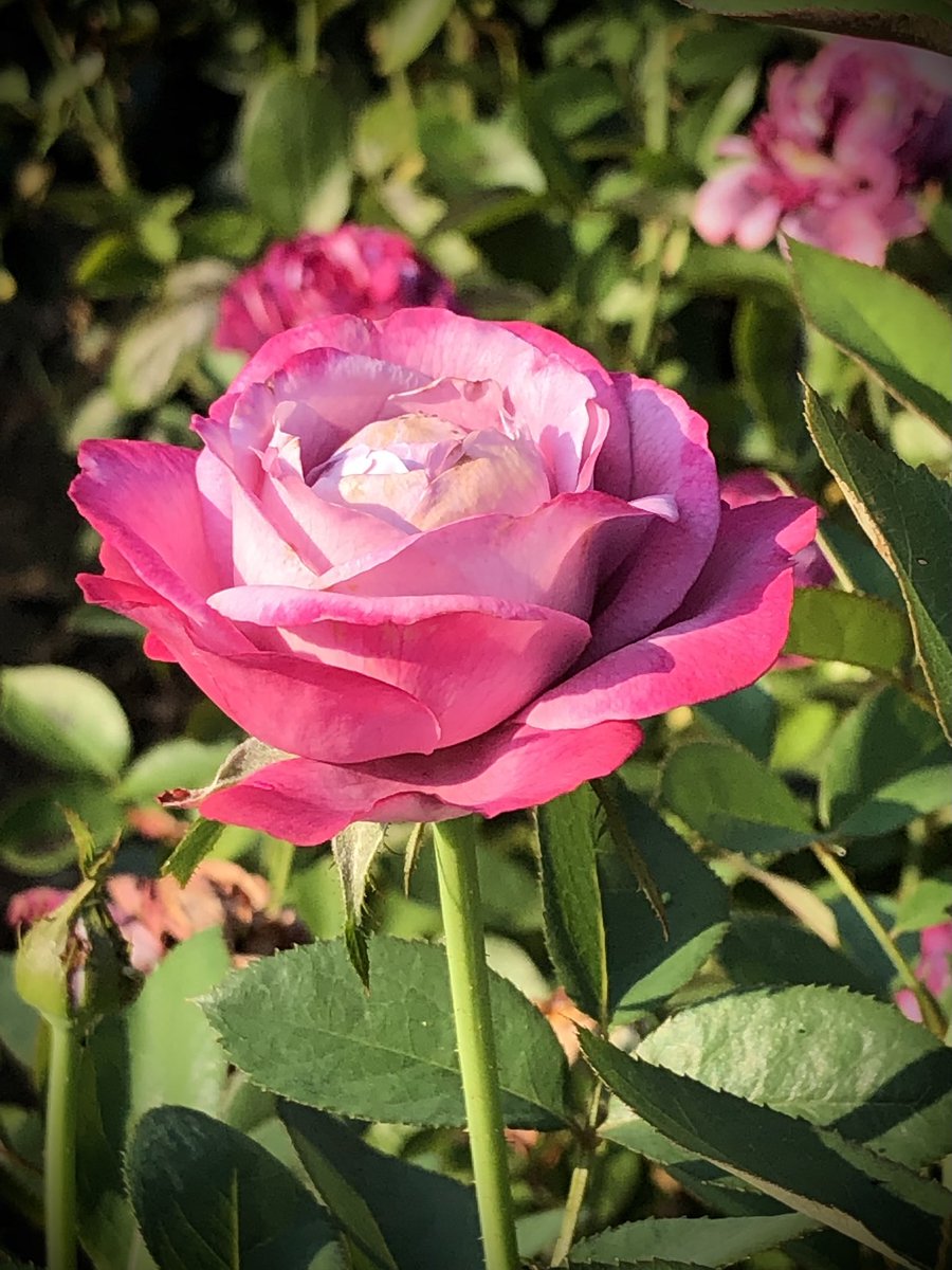 植木久夫 08 15の神代植物公園の薔薇の ブルー リバー Blue River 1984年ドイツ産をもう1枚 神代植物公園 薔薇 バラ 花 Parksjindai Rose Roses Flower Flowers T Co Spu5wcbqqy