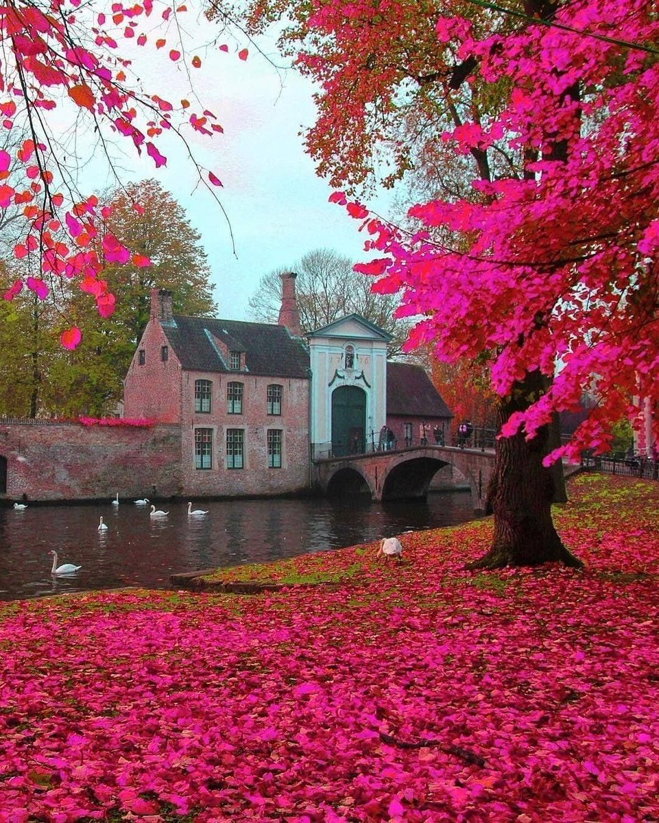 Itsmebella1111's tweet photo. Beautiful  Bruges. https://t.co/1PkWxCEE8C