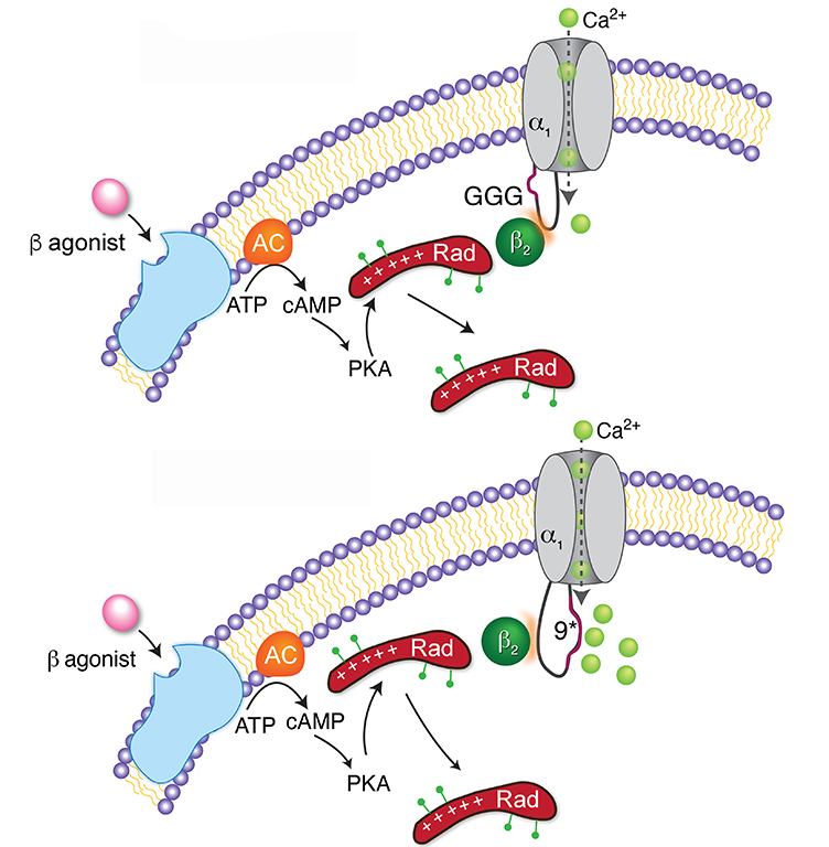 In this issue Papa &amp; colleagues demonstrate that the increased calcium into cardiomyocytes for the ‘fight-or-flight’ response requires the small G-protein Rad, calcium channel beta subunit and a rigid alpha1C I-II loop. ow.ly/Gf9k30rskr9

<a href="/AriannePapa/">Arianne Papa</a> <a href="/ColumbiaCardio/">Columbia Cardiology Fellows</a>