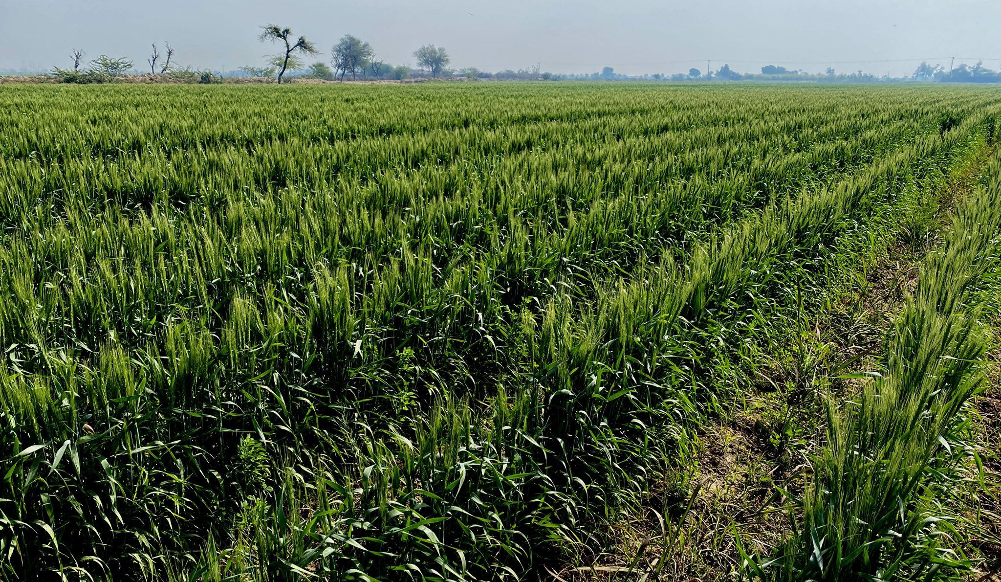 Emmanuel Guddu 🇵🇰 on Twitter "Everywhere land is lush green with wheat