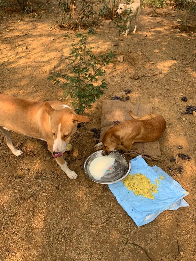 _MohitChauhan's tweet photo. Our Day 295 of #feedingstrays in #Delhi. Please look after stray animals and birds around you. They need your love and care. #animalsarepeopletoo #onekindact #bekind #lockdownindia #unlock05 https://t.co/FZFcbZw2EF