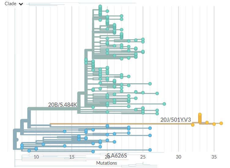 In divergence (mutation) view, the 501Y.V3 variant has a 'long branch' - it sticks out to the right. This means it has a high number of mutations relative to surrounding sequences.Zooming in, we can see that the Japanese samples are nested within the Brazilian diversity.6/11