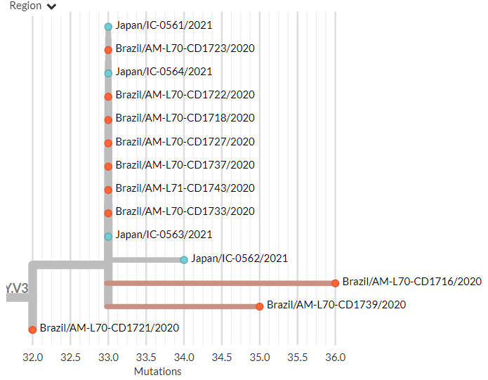 In divergence (mutation) view, the 501Y.V3 variant has a 'long branch' - it sticks out to the right. This means it has a high number of mutations relative to surrounding sequences.Zooming in, we can see that the Japanese samples are nested within the Brazilian diversity.6/11