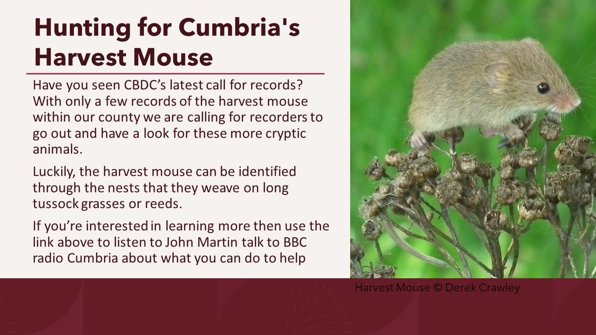 CumbriaBDC photo