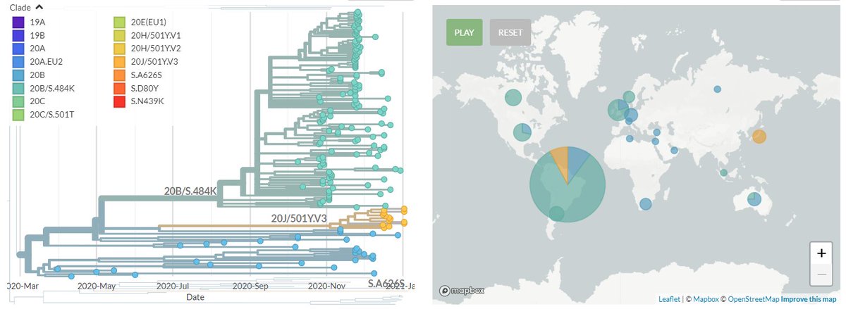 20J/501Y.V3 sequences have both 484K & 501Y (like 501Y.V2, mostly in South Africa) - they are shown in orange below.They are clearly separate from the other, larger S:E484K cluster circulating in Brazil (in green, with temporary label 20B/S.484K)5/11