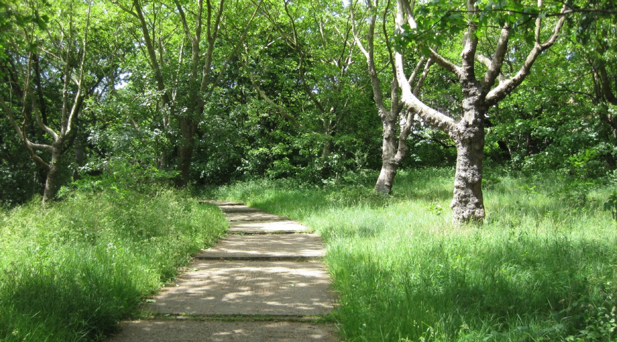 Southwark Council to plant 10,000 new trees by 2022 bit.ly/3sy1V1t