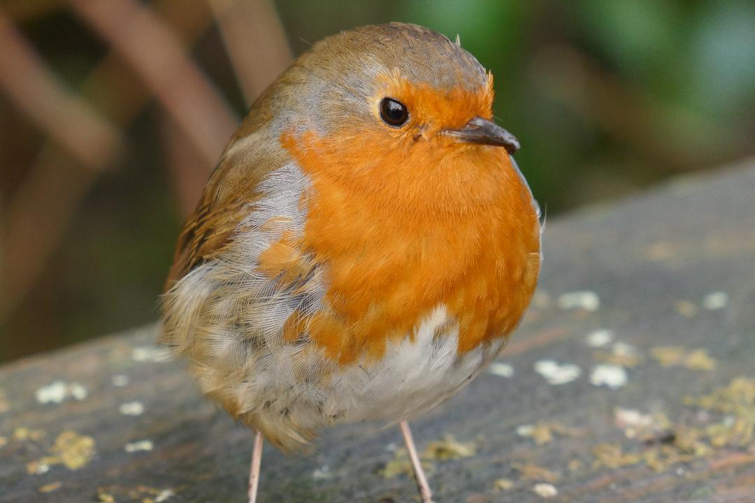 A Robin on the walk around Inch Lake this morning..