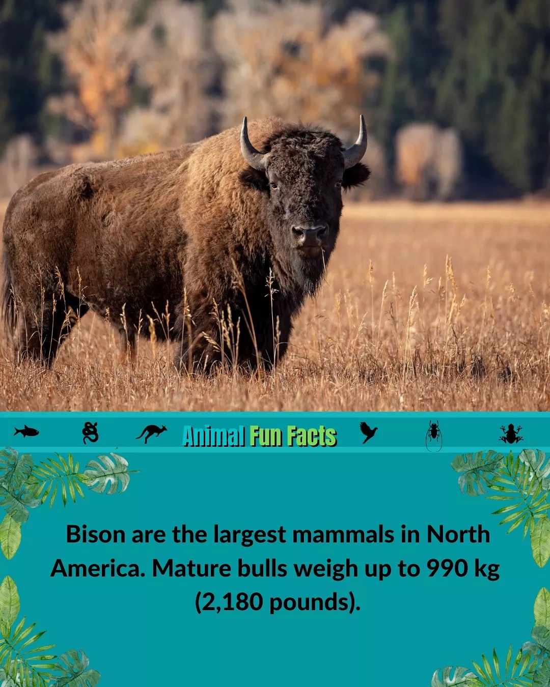 Animal fun facts on Twitter: 