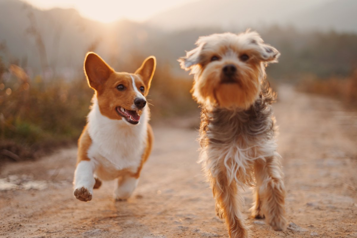 playablemedia's tweet photo. What was your first pet? https://t.co/gYrljg76sc