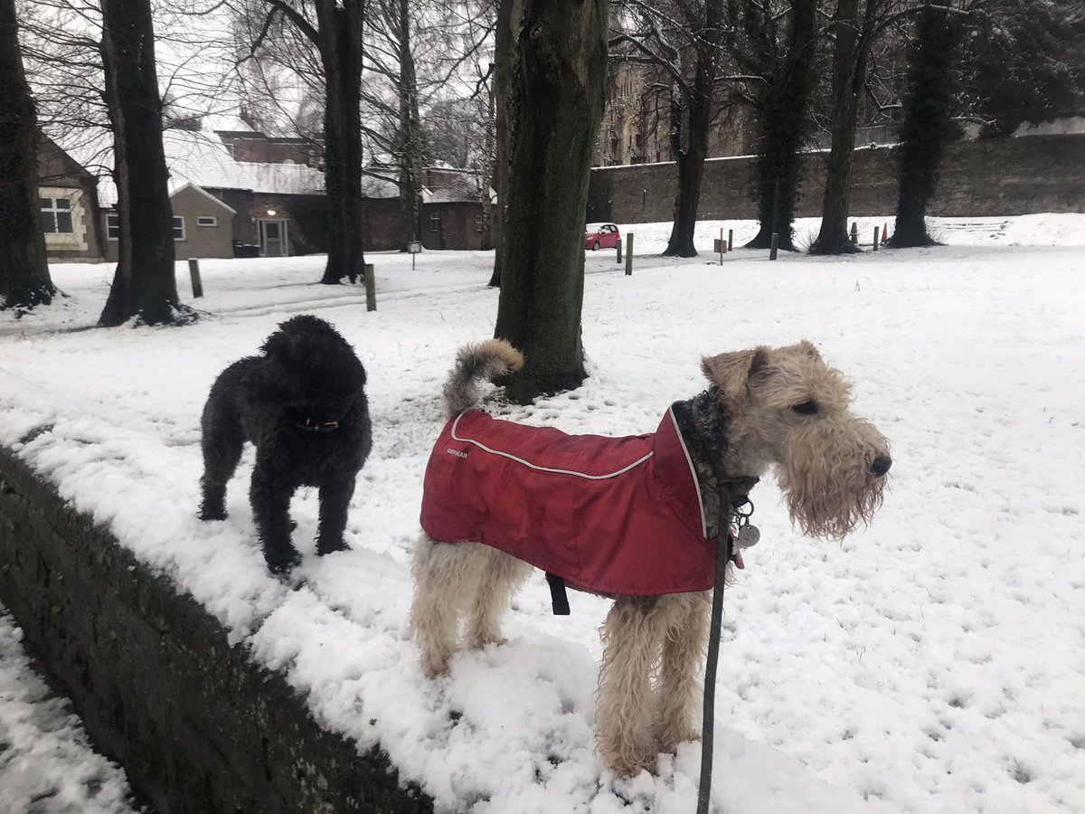 lakey_lola's tweet photo. There was no furpals dog walking today due to the snow so hoomum took Squidge &amp; I on a woofly long snowy walk &amp; I introduced Squidge to #wallwalking 😆 #snowday #meandmypal #happydays #lakelandterrier #adventureswithlola https://t.co/KUckgB28QI