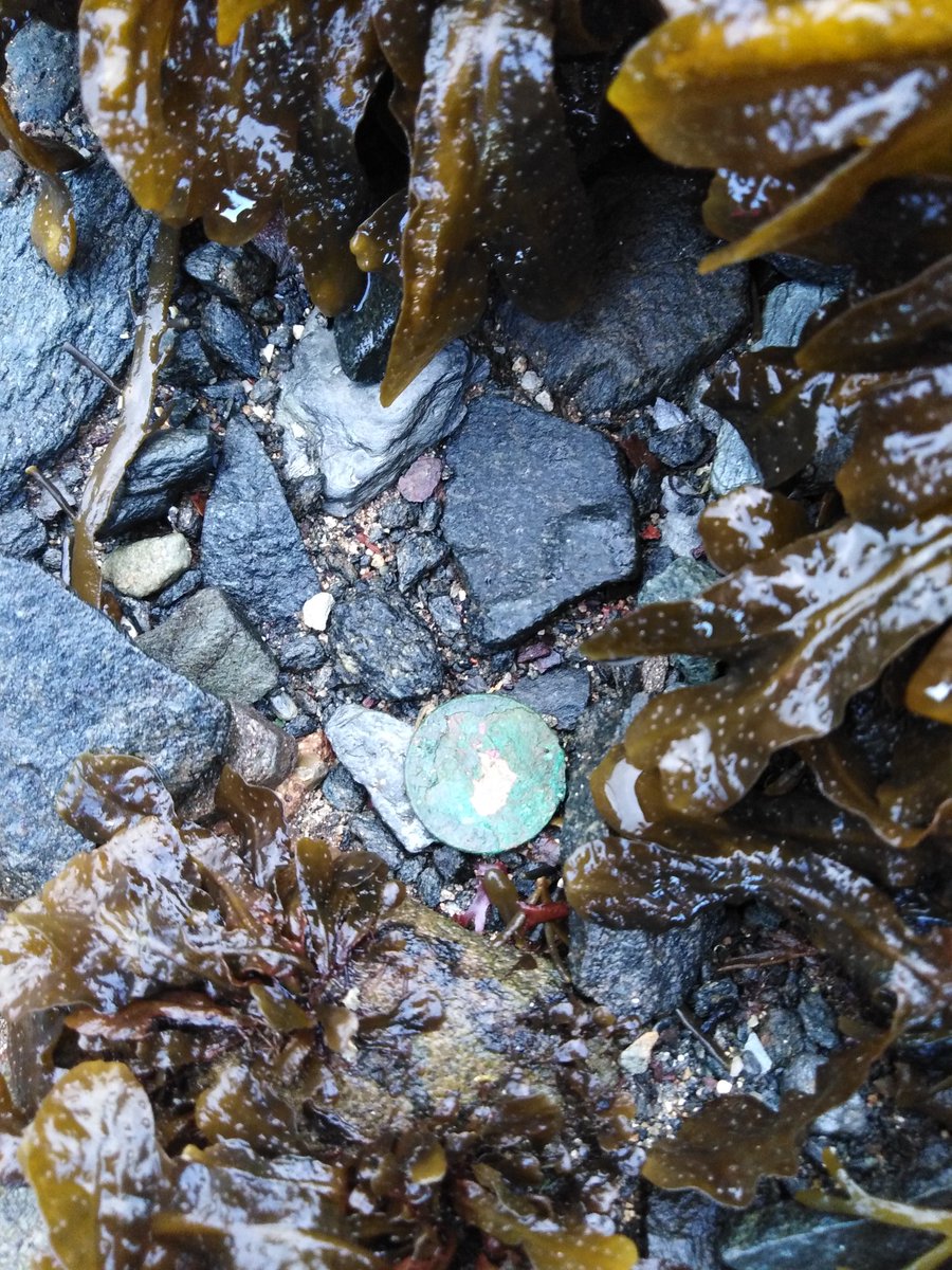 A penny for your thoughts! #treasuresoftheshore #mudlarking #Coins