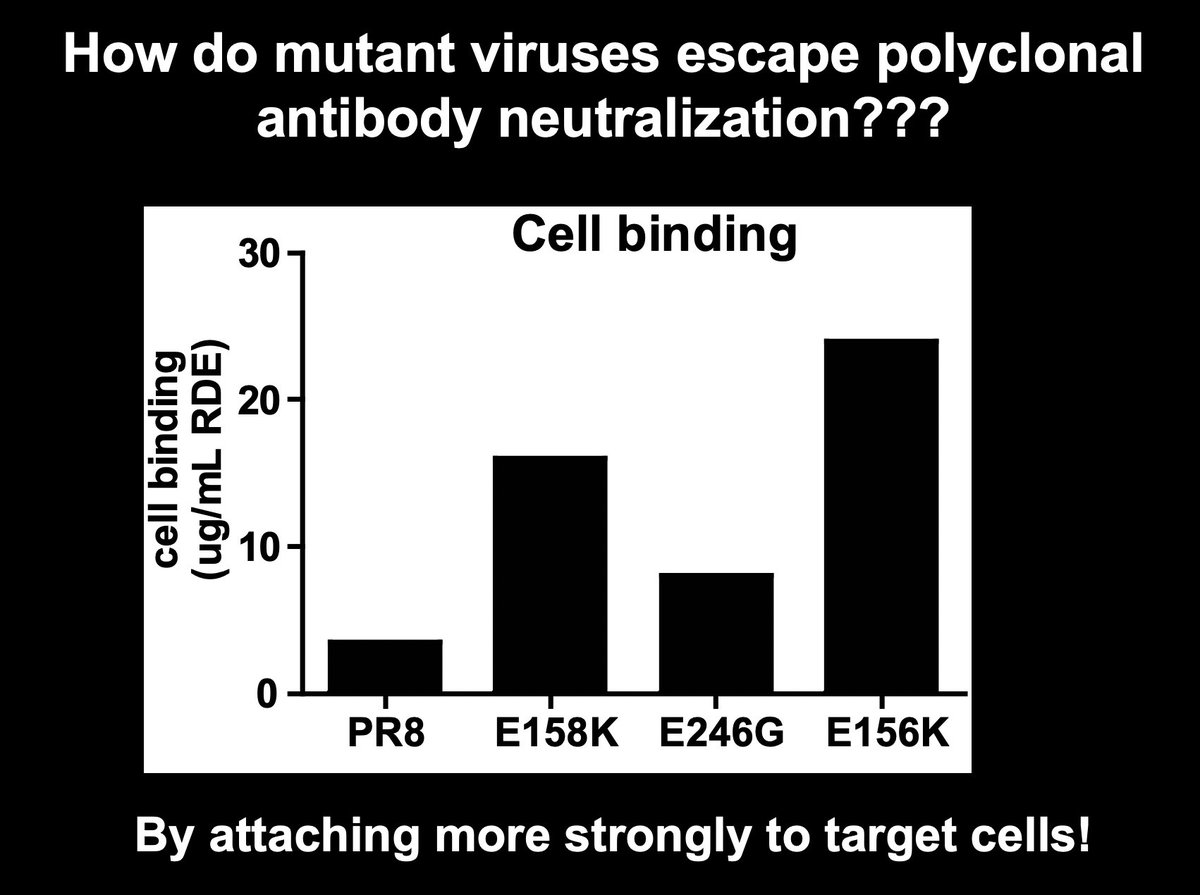 When confronted with polyclonal antibody pressure in mice, we found that influenza viruses acquire single substitutions that increase virus binding avidity. Viruses that bind to cells more efficiently are difficult to neutralize, regardless of antibody specificity. 4/