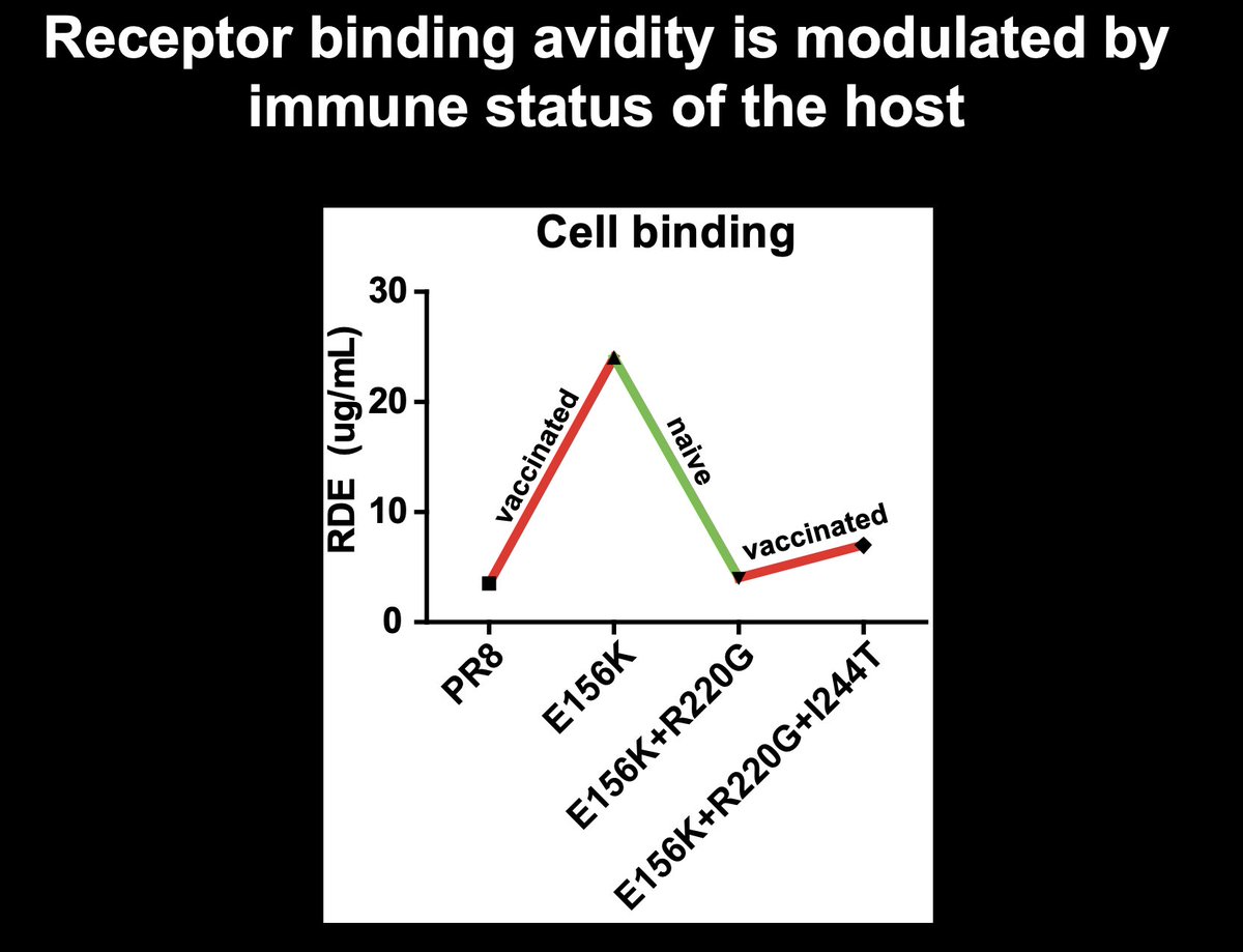 Here is an interesting part that I have not seen discussed on Twitter: we found that viruses with greater receptor avidity were disfavored in naive hosts. Viruses with high avidity acquired additional substitutions in naive hosts that restored binding to original levels. 6/