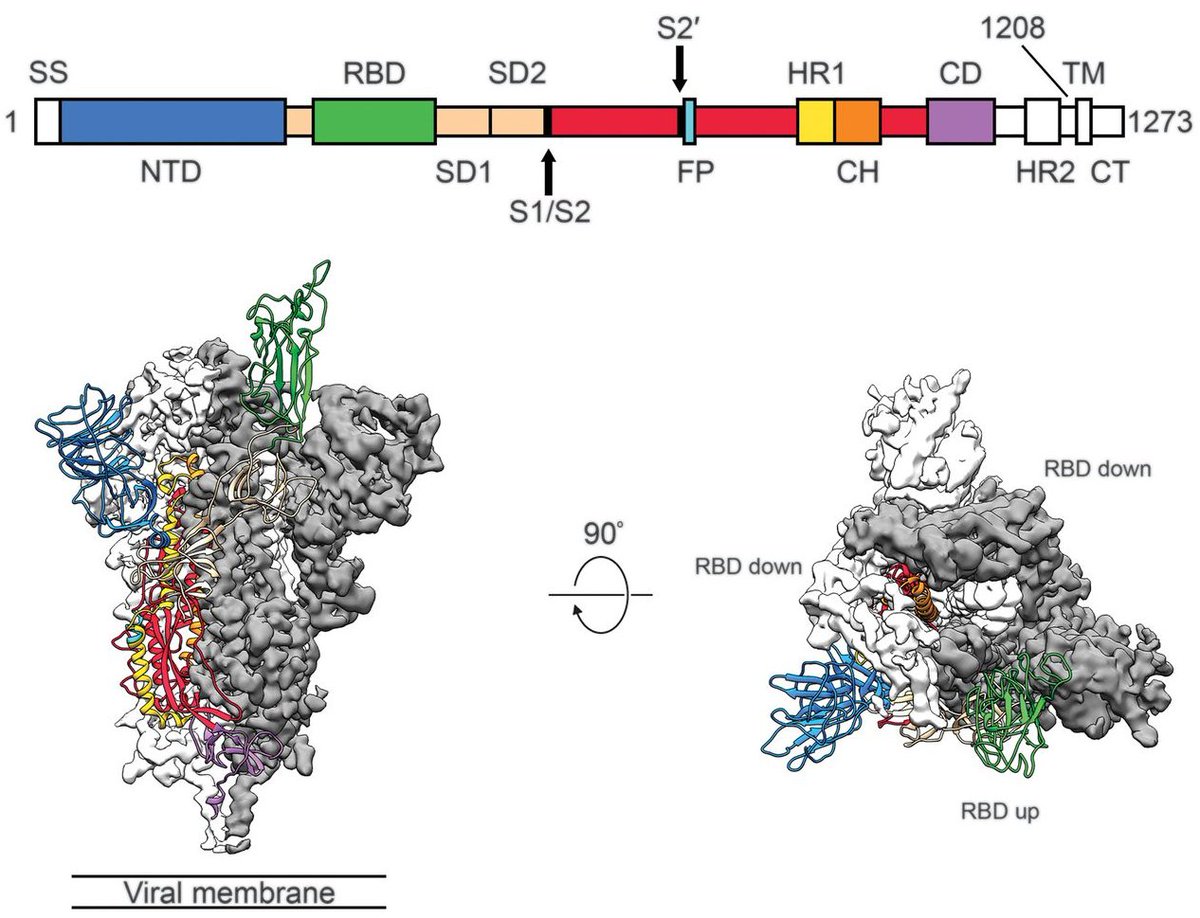 In SARS-CoV-2, the viral spike protein and in particular the receptor binding domain (RBD) is a locus for important viral evolution and is the primary target for the human immune response (figure from  https://science.sciencemag.org/content/367/6483/1260). 2/19