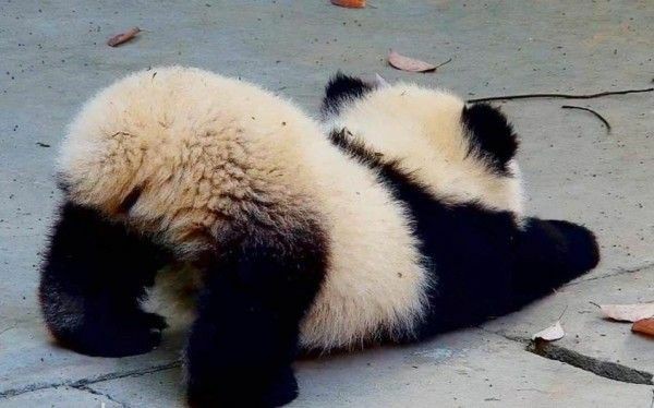 Cuteness alert!!!!!Johnny Depp as Pandas - A Thread