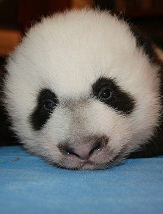 Cuteness alert!!!!!Johnny Depp as Pandas - A Thread