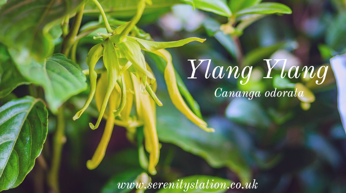 Did you know Ylang ylang means “flower of flowers” and is used in many perfumes?