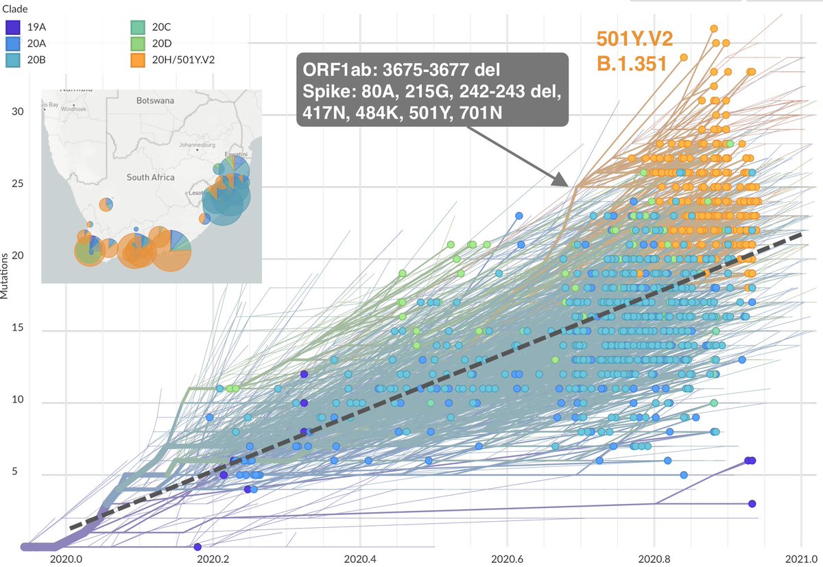 The variant emerging in South Africa ( @nextstrain clade 20H/501Y.V2,  https://cov-lineages.org/  lineage B.1.351, described at  https://www.medrxiv.org/content/10.1101/2020.12.21.20248640v1) has 7 mutations in spike as well as the same 3 amino acid deletion in ORF1ab.  https://nextstrain.org/ncov/africa?branchLabel=none&f_country=South%20Africa&l=clock&m=div&r=location 7/19