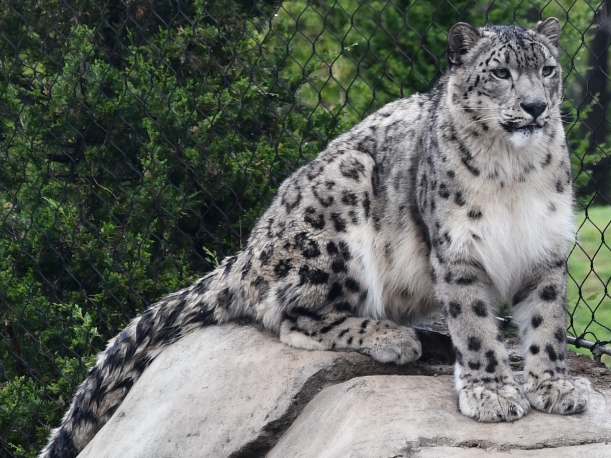 LouisvilleZoo's tweet photo. The Louisville Zoo is happy to announce our three snow leopards are clear of SARS-CoV-2, the virus that causes COVID-19 in humans, and are back on exhibit rotation.  No other animals are showing symptoms at this time.  Read more about this update at https://t.co/9mqo6E3ZF8. https://t.co/KM7UDZerlA