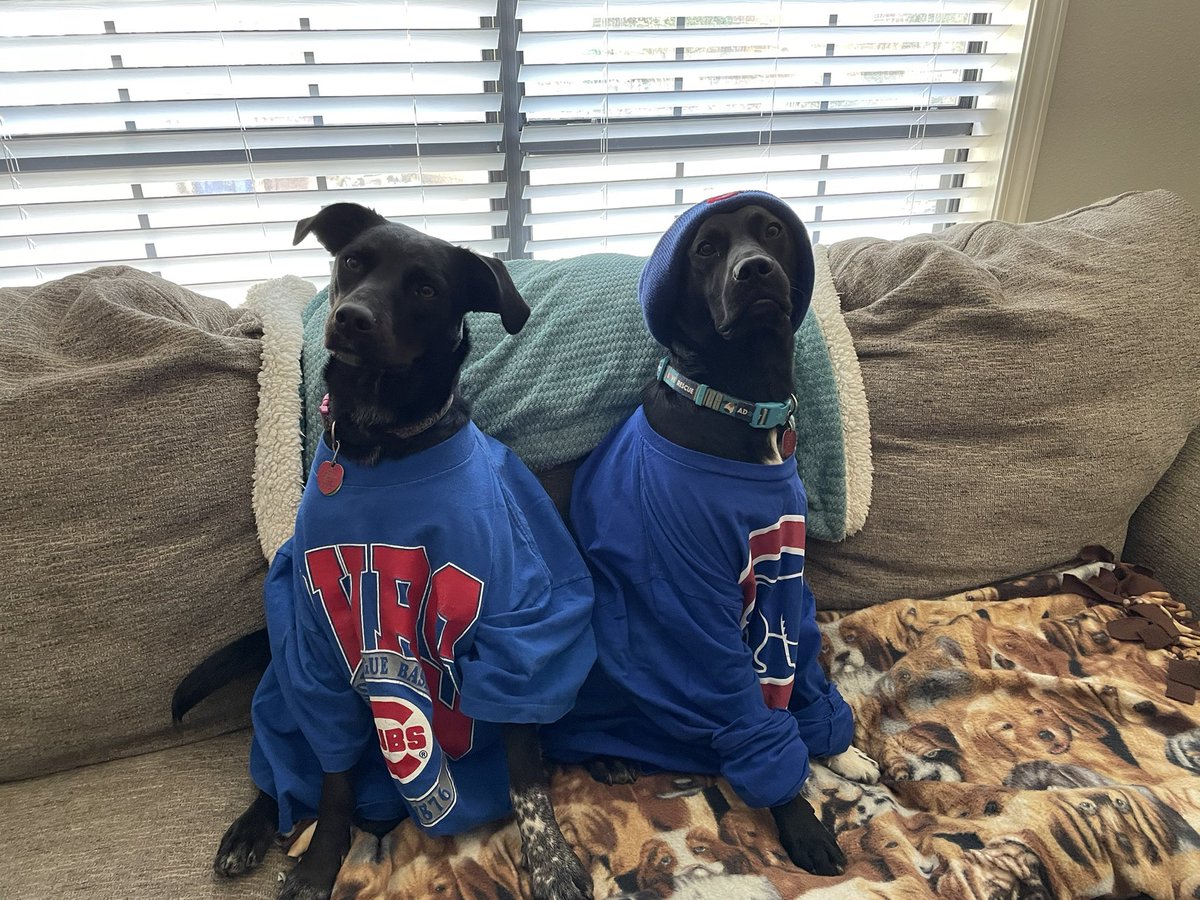 My pups, Rizzo and Ryder are ready for spring training on Dress Up Your Pets Day!