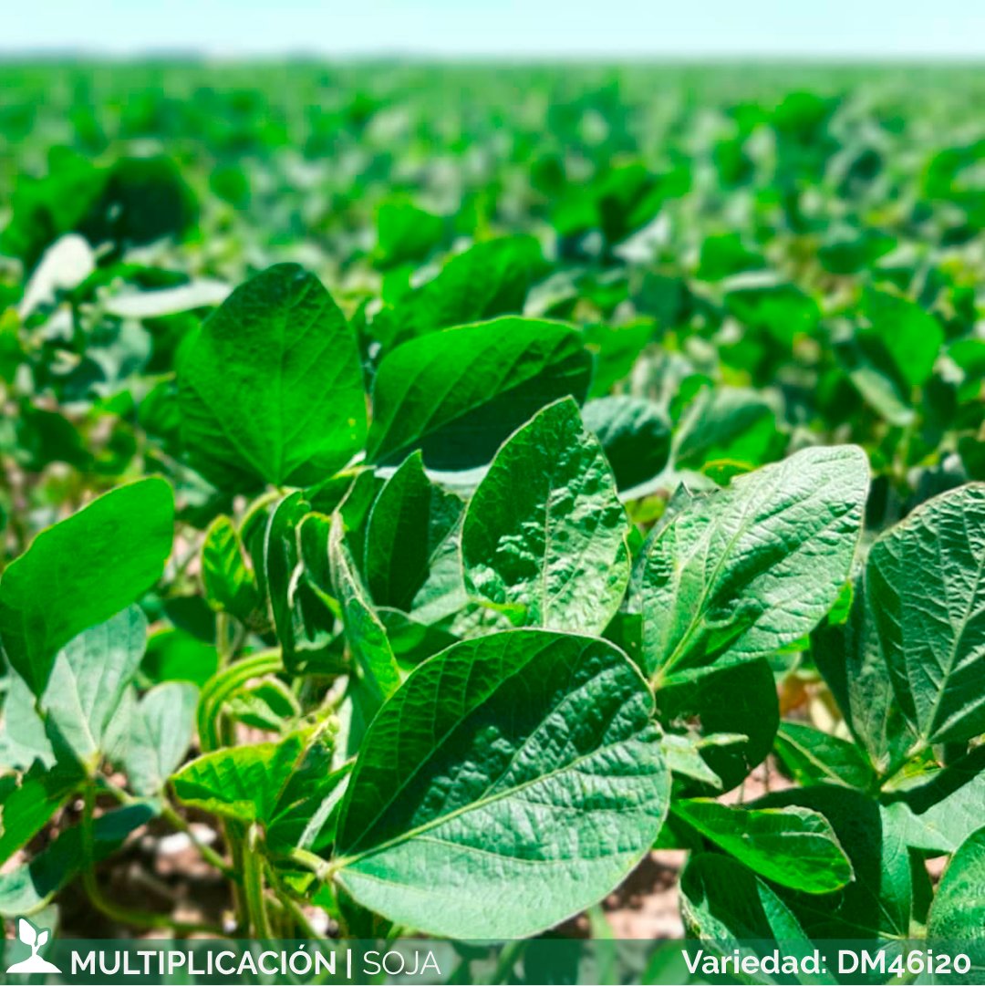 SemilleroSDL's tweet photo. 🌱Recorridas de lote de #Soja 𝐃𝐌 𝟒𝟔𝐢𝟐𝟎 de @donmariosemillas en #Mattaldi, sur de Córdoba. https://t.co/upKkNq5EWd