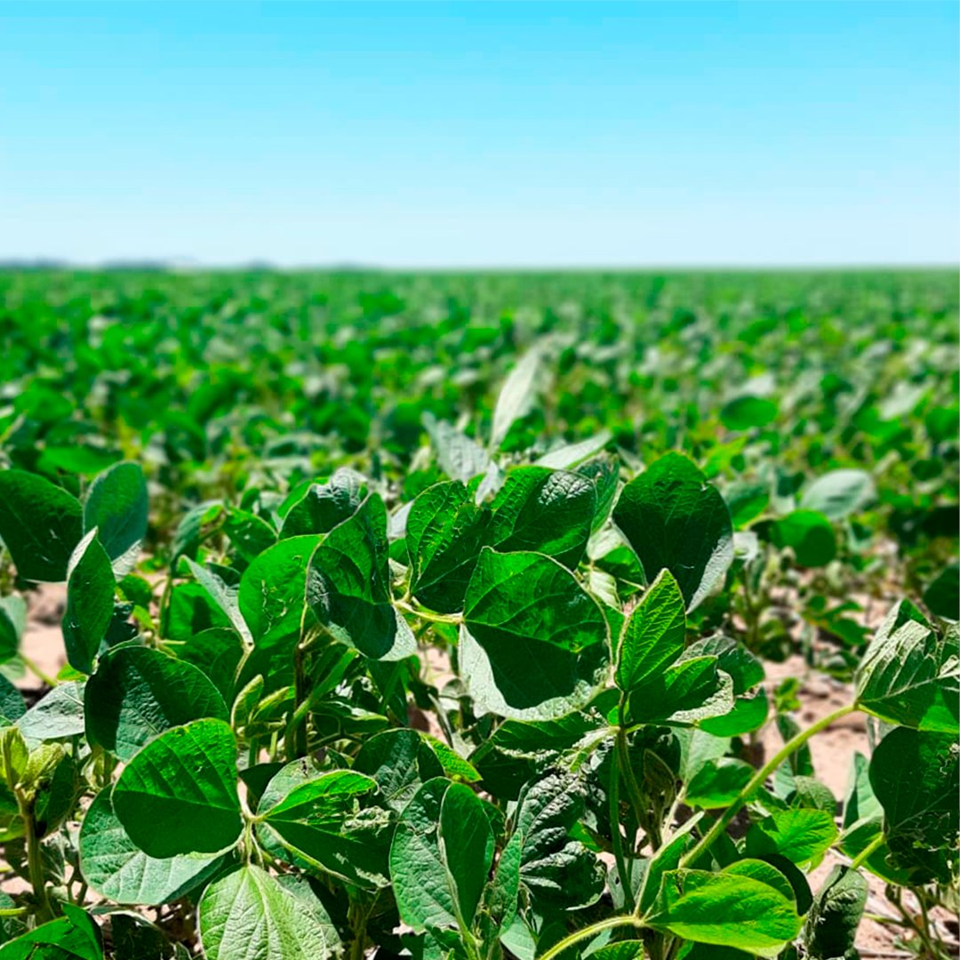 SemilleroSDL's tweet photo. 🌱Recorridas de lote de #Soja 𝐃𝐌 𝟒𝟔𝐢𝟐𝟎 de @donmariosemillas en #Mattaldi, sur de Córdoba. https://t.co/upKkNq5EWd