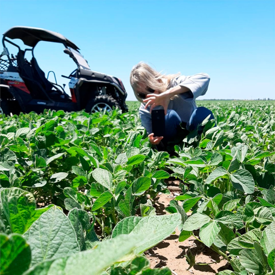 SemilleroSDL's tweet photo. 🌱Recorridas de lote de #Soja 𝐃𝐌 𝟒𝟔𝐢𝟐𝟎 de @donmariosemillas en #Mattaldi, sur de Córdoba. https://t.co/upKkNq5EWd