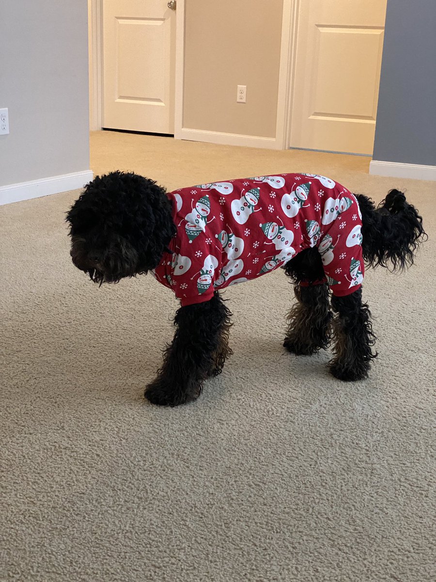 jayofthepnw's tweet photo. Remi (black) is not a fan. She did not move from that spot. Ollie (white) loves clothes. @NatashaYi @JV @Graham949 https://t.co/e56iMO7vGT