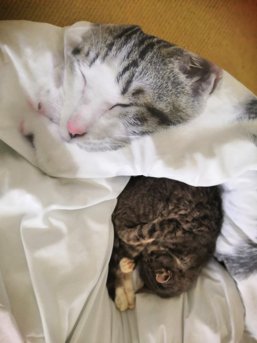 PericlesCat's tweet photo. That cat is far too active. She should be snuggled up like me, warm, soft, comfortable. Nap time. #CatsOnTwitter https://t.co/pYdpYSWXZu