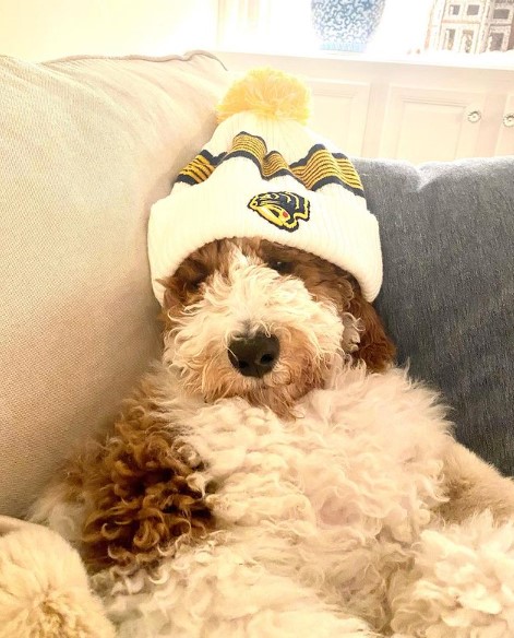 The cutest <a href="/PredsNHL/">Nashville Predators</a> fan is ready for opening night! Let's go Preds! 💙💛

📸: <a href="/ralph/">probably not the right @ralph 🤔</a>.theminigoldendoodle

#westhaventn #franklintn