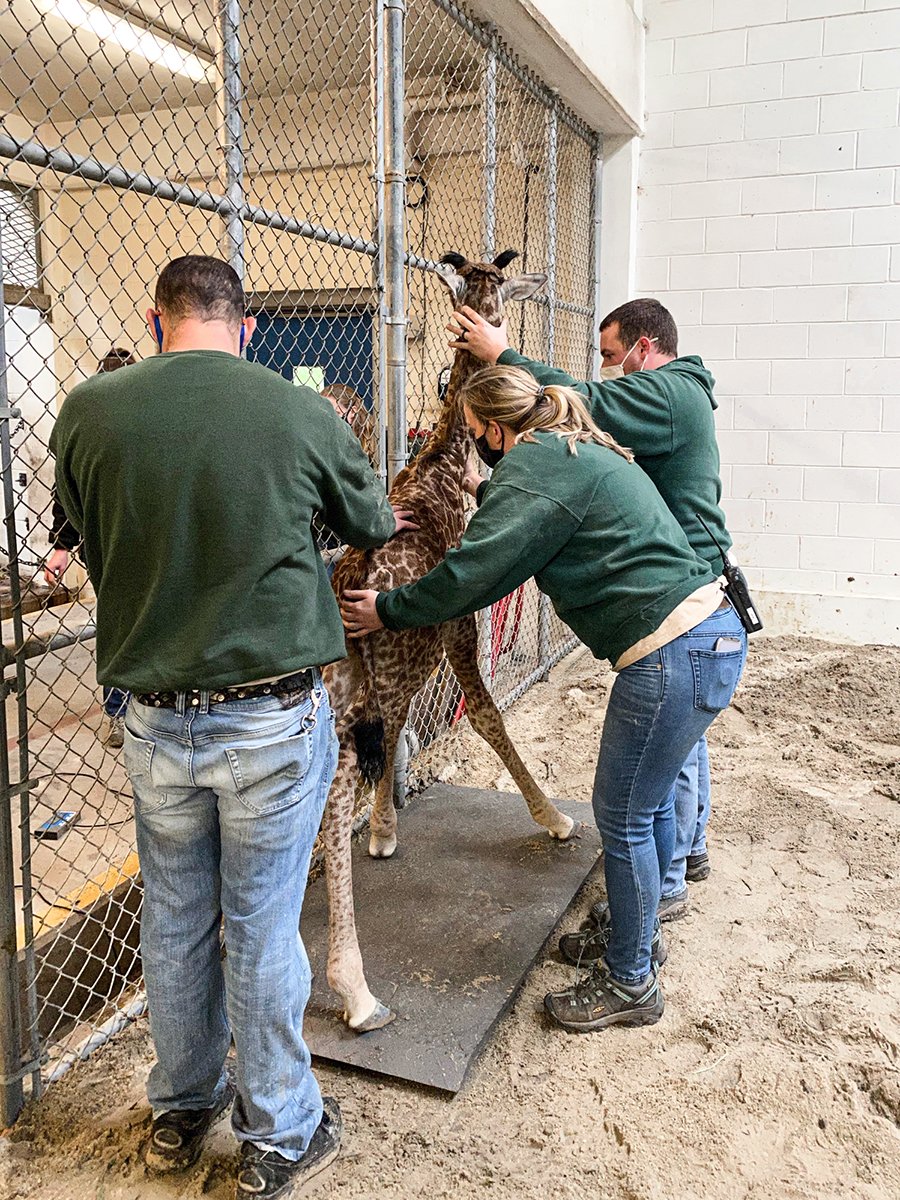 NEWBORN ALERT! 🚨 @VirginiaZoo are delighted to welcome a newborn Masai giraffe calf born on 01/11/21. At birth, the baby weighed 148.5lbs & stood 6’1” tall. For $5, submit a name suggestion for the baby & help support the Zoo’s Act for Wildlife fund. 🦒 virginiazoo.org/2021/01/welcom…