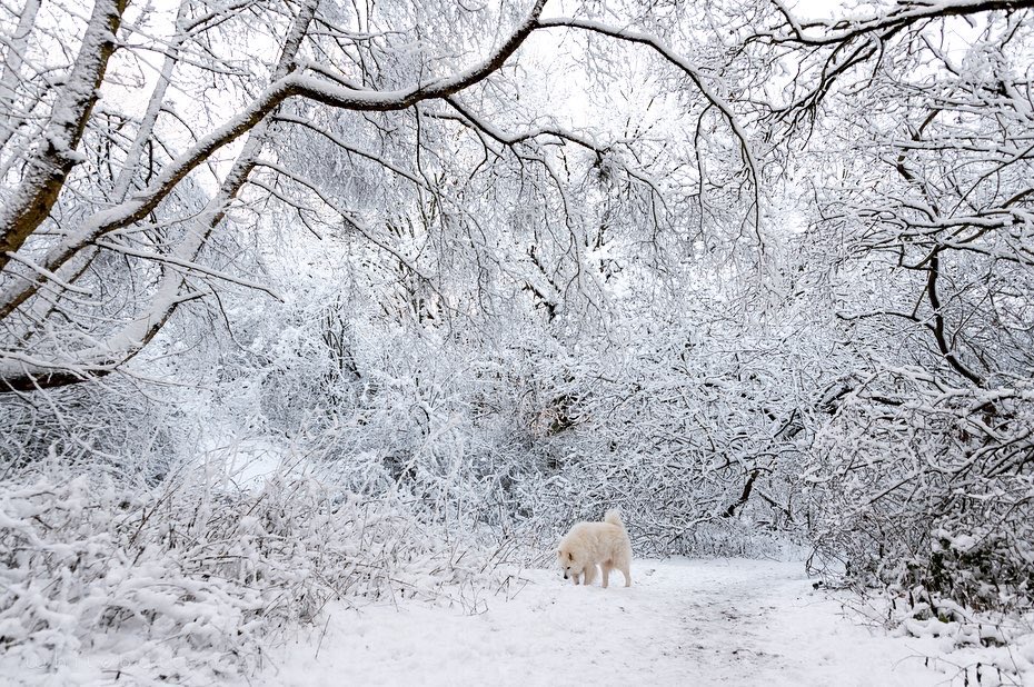 claire_willans's tweet photo. @BBCCountryfile My Samoyed Yuuki in his element in County Durham https://t.co/iTmPsjGKiO