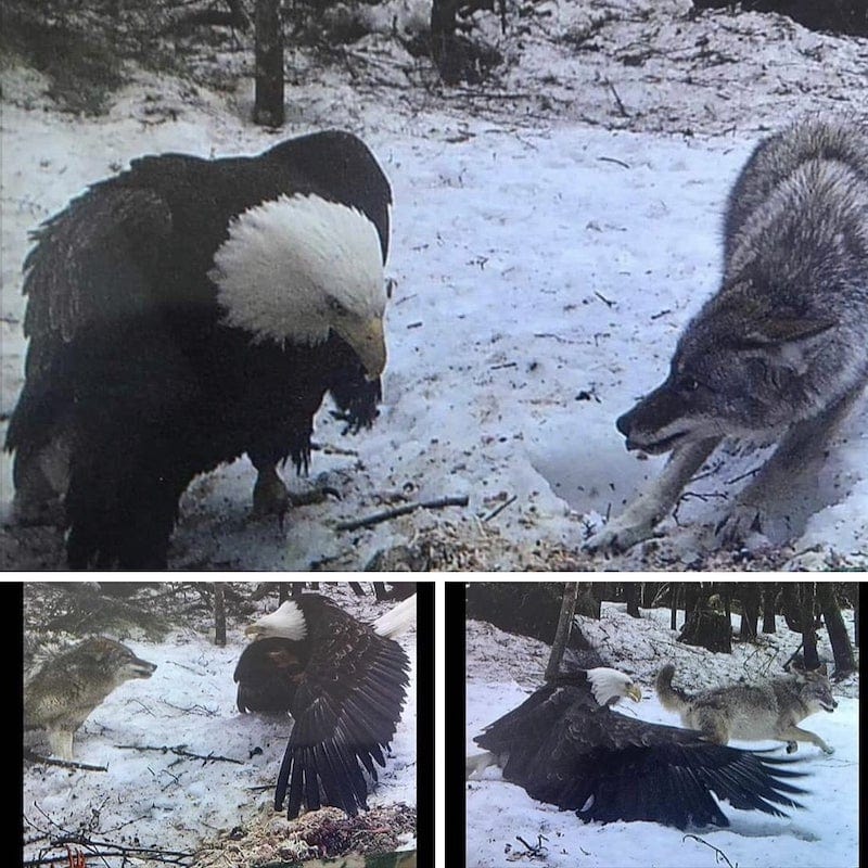 hyefighters's tweet photo. Rare footage of Armenian eagle beating the cowardly 🇹🇷 Grey Wolf. Hahahaha 🖕🏼🇹🇷🖕🏼🇦🇿 COWARDS!!!!! https://t.co/ckLHvGBNb6