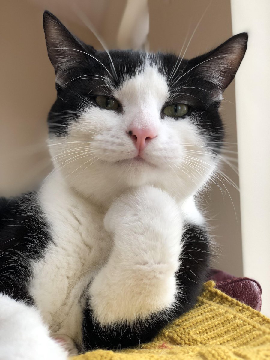 misha_cats's tweet photo. https://t.co/d2lMeAKZXQ