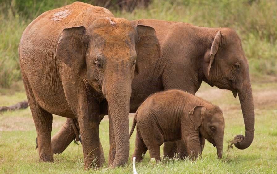 Sangita4eles's tweet image. So why do elephants matter? Elephants 🐘are a keystone species - the gardeners of the earth. They wander 16-18 hours a day, grazing and roaming across vast areas, dispersing seeds that drop on the soil through their dung. Seeds become trees🌱🌳, and trees give us oxygen and rain.