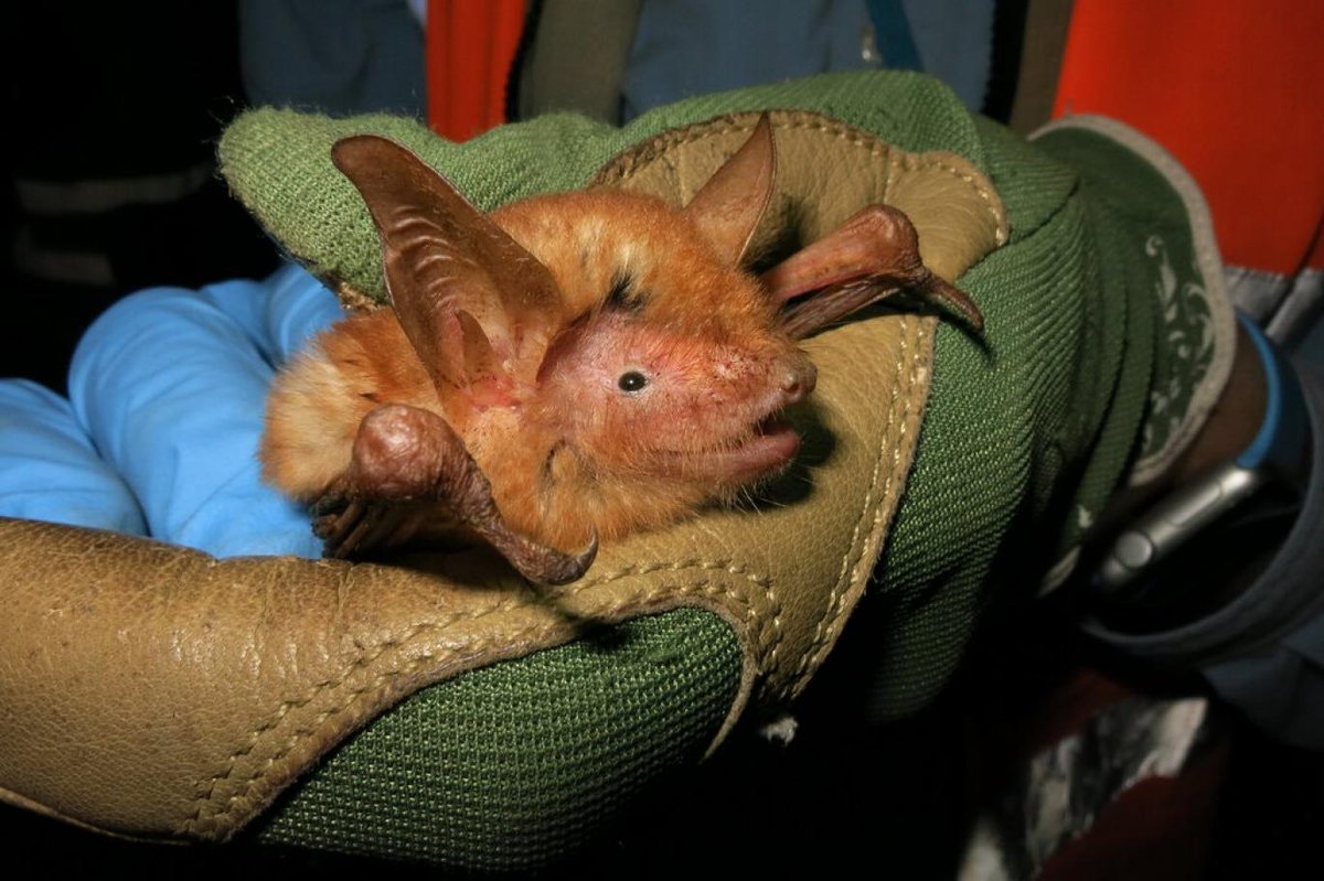 A group of scientists from the #AmericanMuseumofNaturalHistory and the #BatConservationInternational discovered an orange species of bat with the same tint as orangutans in the mountainous area of the so-called 'sky islands' in Sub-Saharan in #WestAfrica.