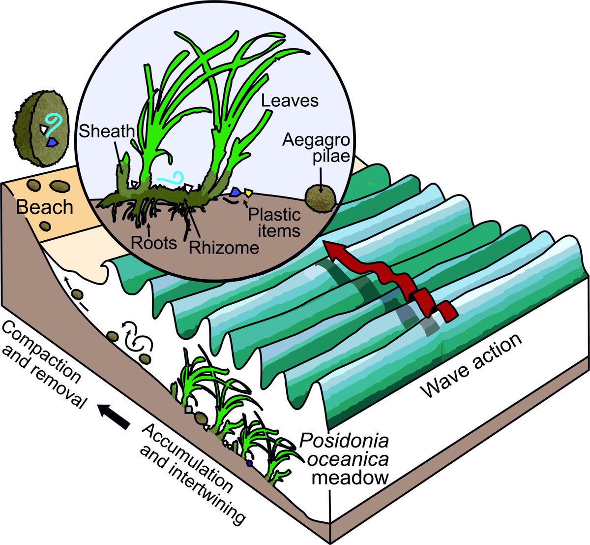 Anna Sanchez Vidal tweet media