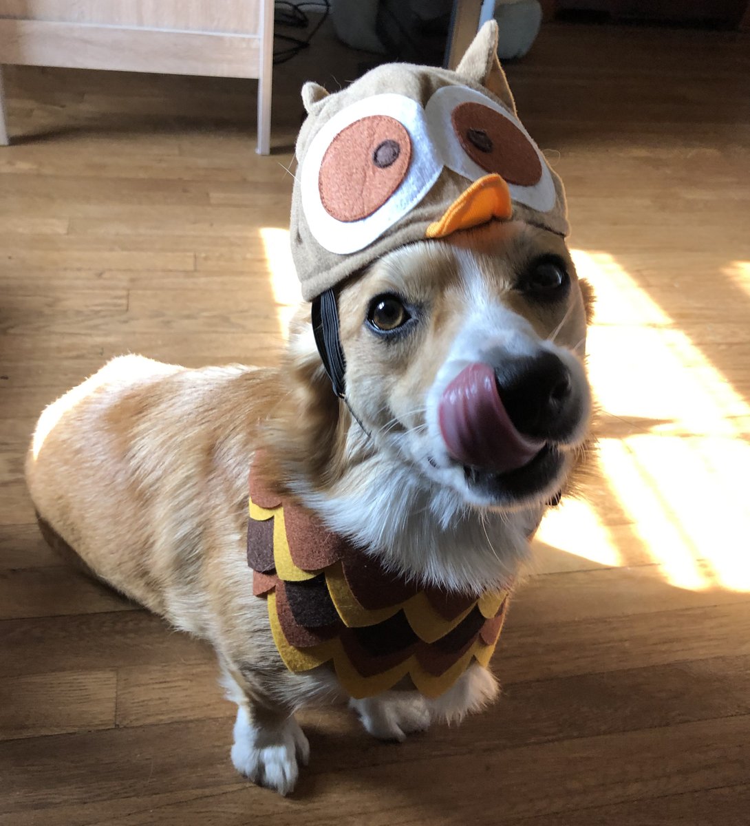 BBB_WesternPA's tweet photo. TBH, most days are #DressUpYourPetDay for our graphic designer's pup, Ichabod 🐾🦇🦉 https://t.co/lM6TwiyOiP